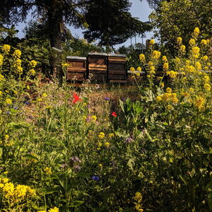 Bienenstöcke in Wildblumenwiese